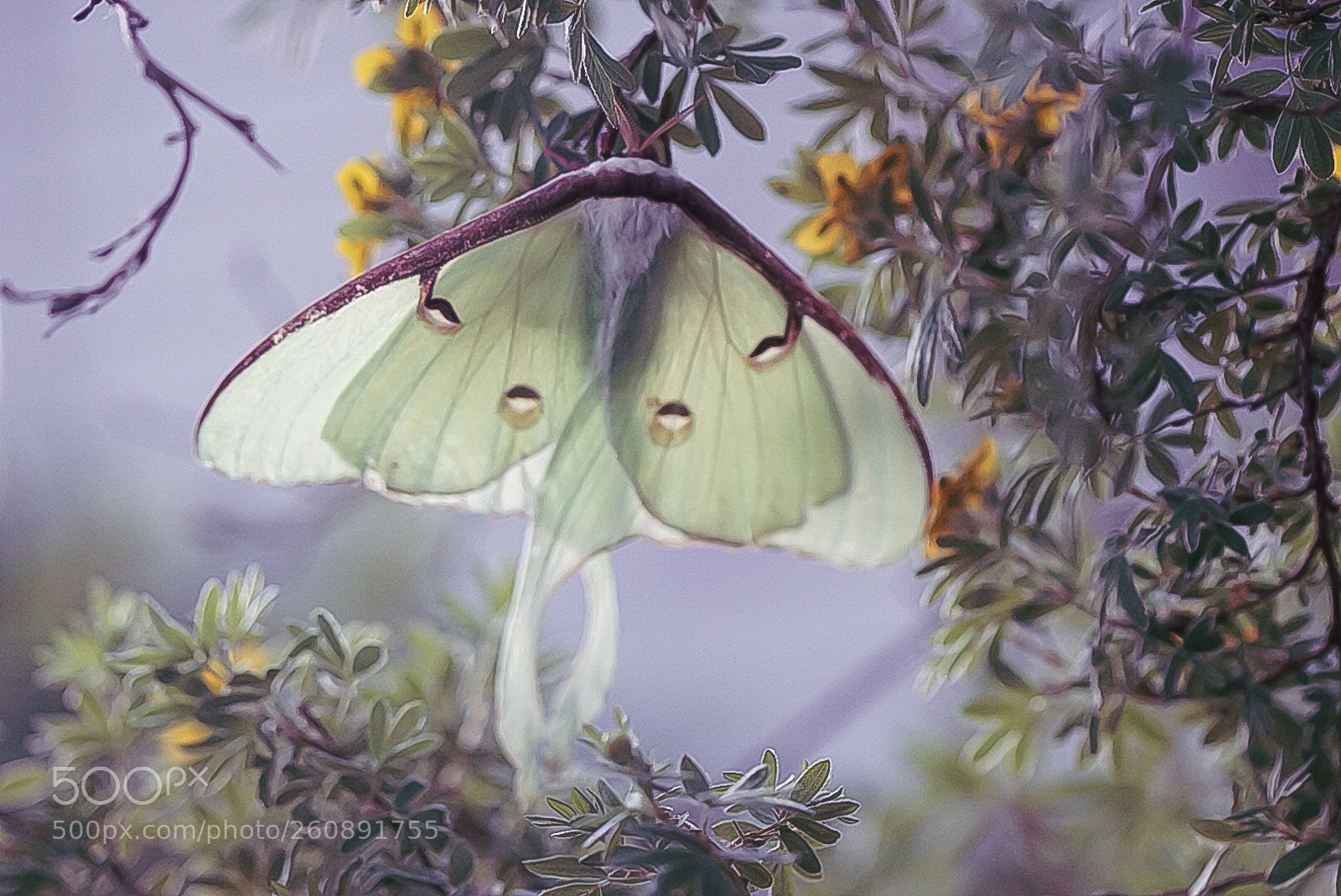 Sony a6000 sample photo. Lina moth photography