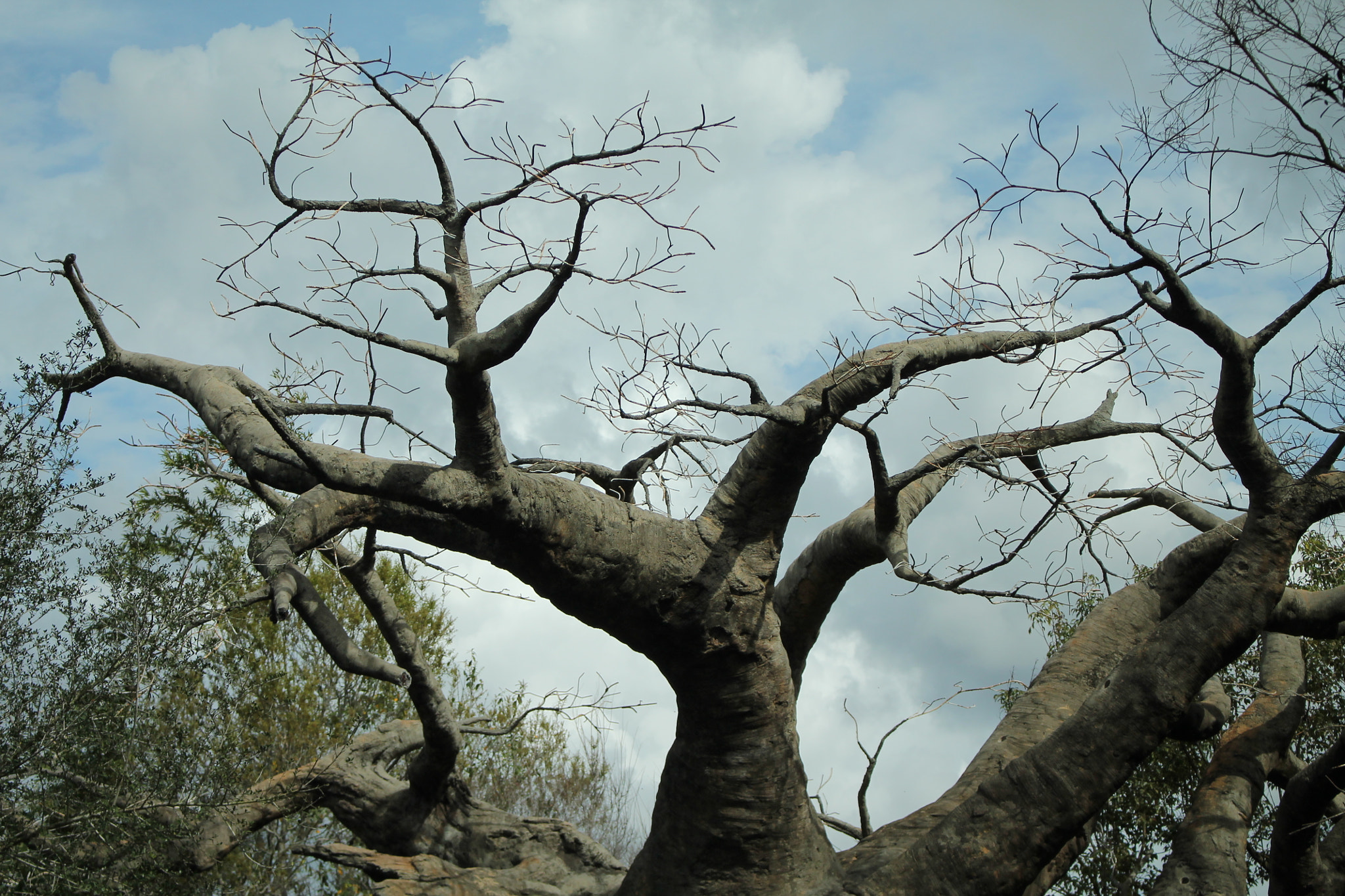 Canon EOS 1100D (EOS Rebel T3 / EOS Kiss X50) sample photo. Old tree photography
