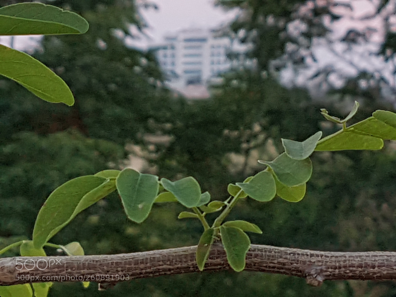 Samsung Galaxy S7 sample photo. Green life photography