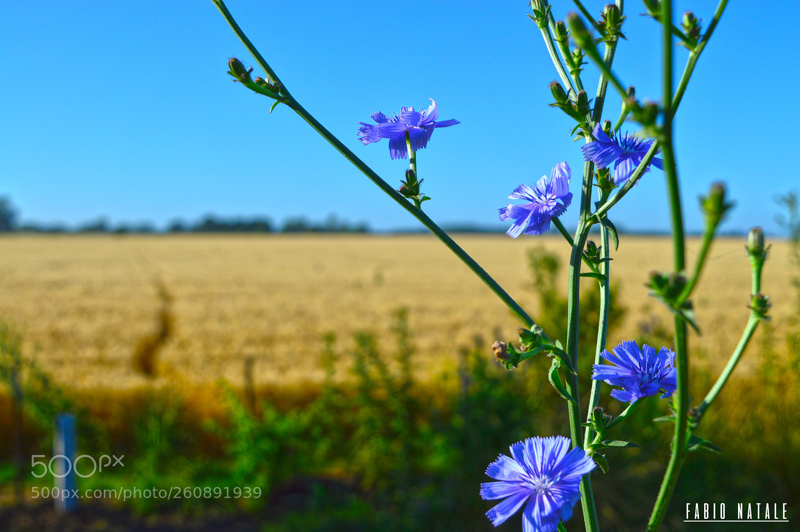 Nikon D3200 sample photo. Azul silvestre photography