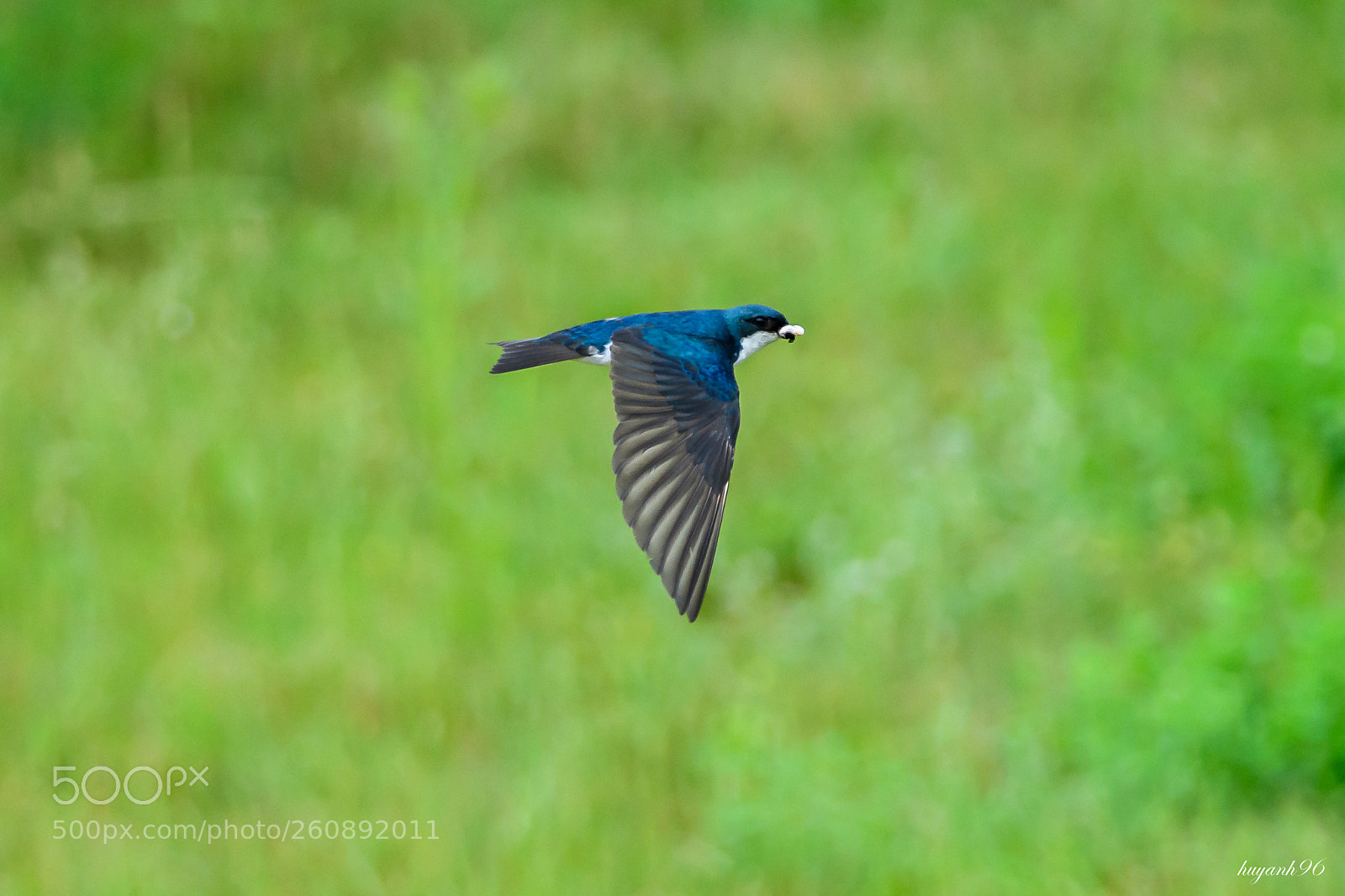Nikon D500 sample photo. Swallow in flight photography