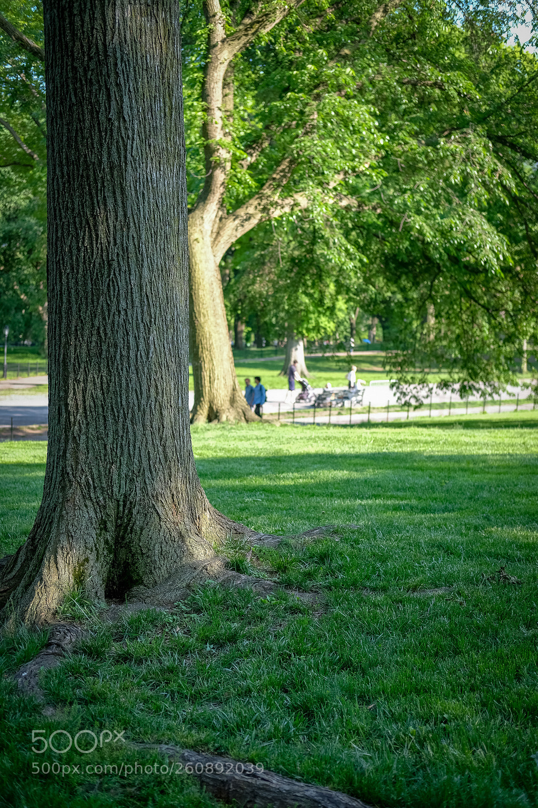 Fujifilm X-T2 sample photo. A tree photography