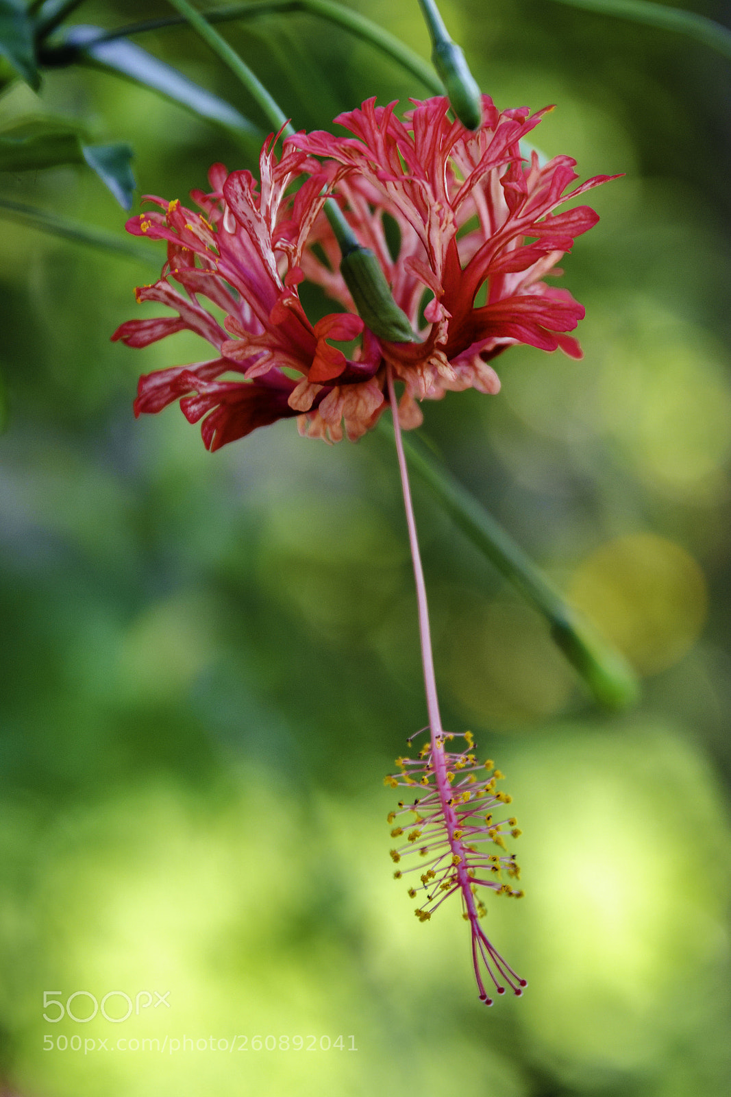 Nikon D5100 sample photo. Red flower photography