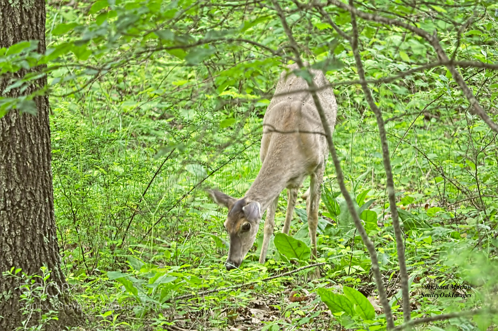 Nikon D5000 sample photo. Whitetail deer grazing photography