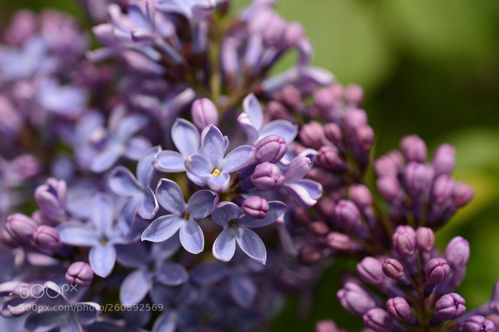 Nikon D7100 sample photo. Untitled photography