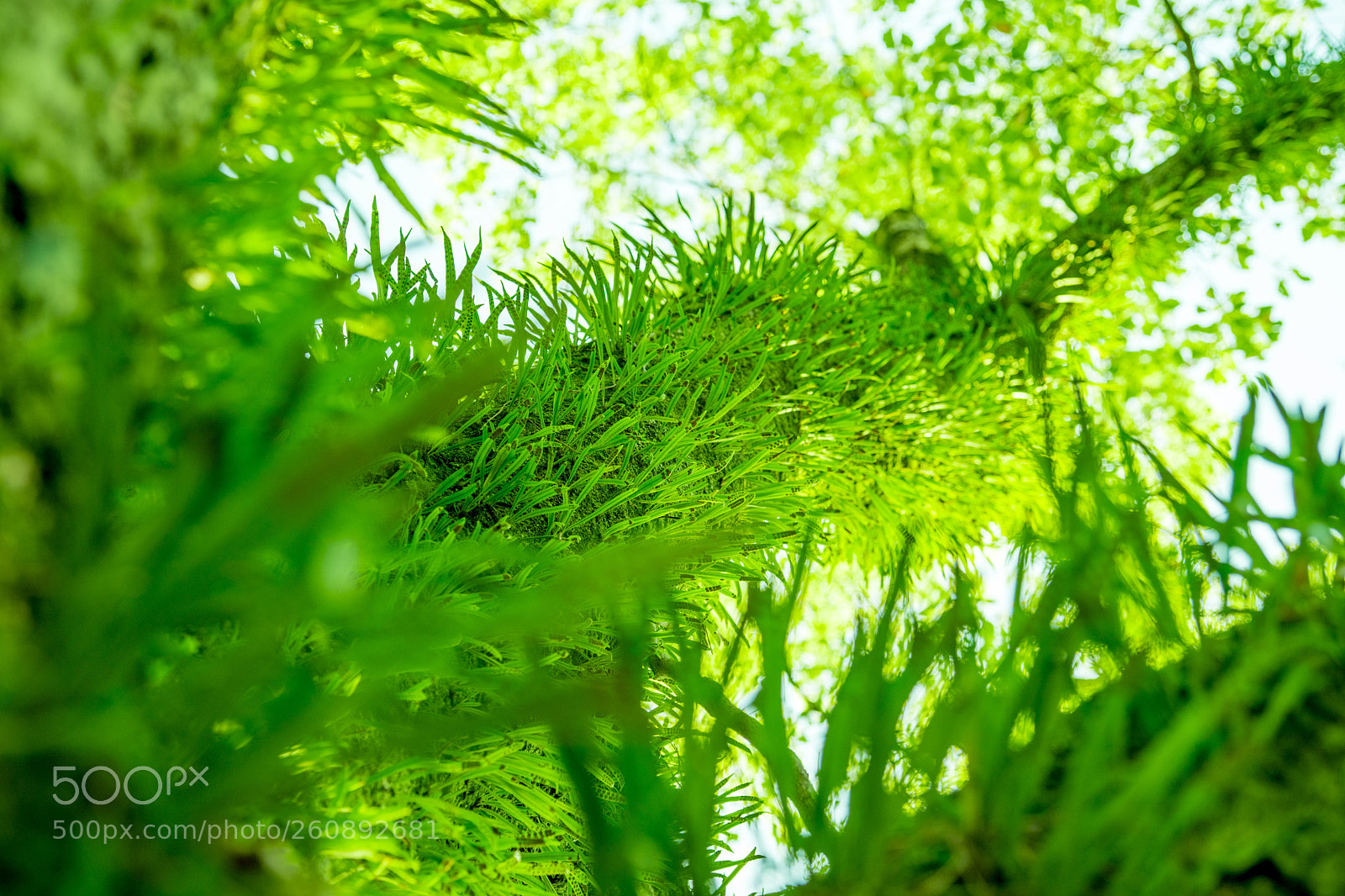 Sony a7 II sample photo. 共生 (symbiosis) photography
