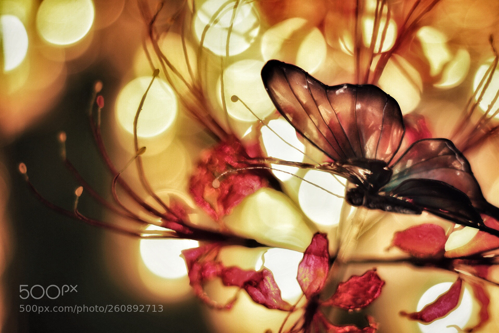Canon EOS 80D sample photo. Butterfly photography