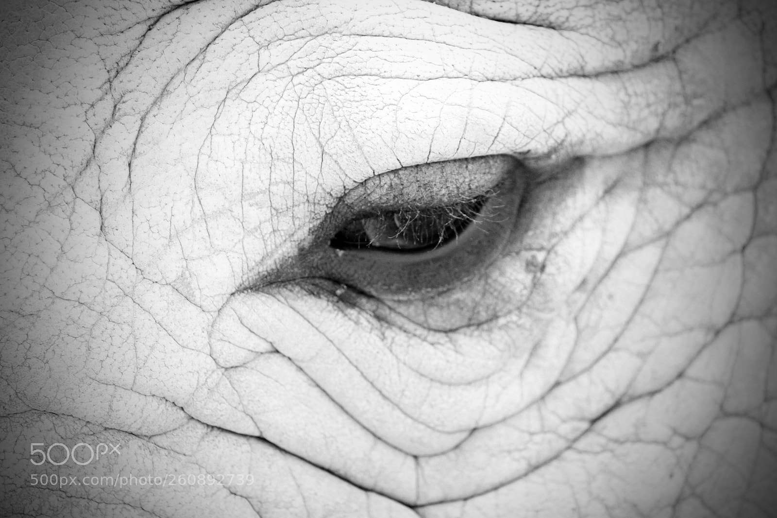 Canon EOS 500D (EOS Rebel T1i / EOS Kiss X3) sample photo. White rhino eye photography