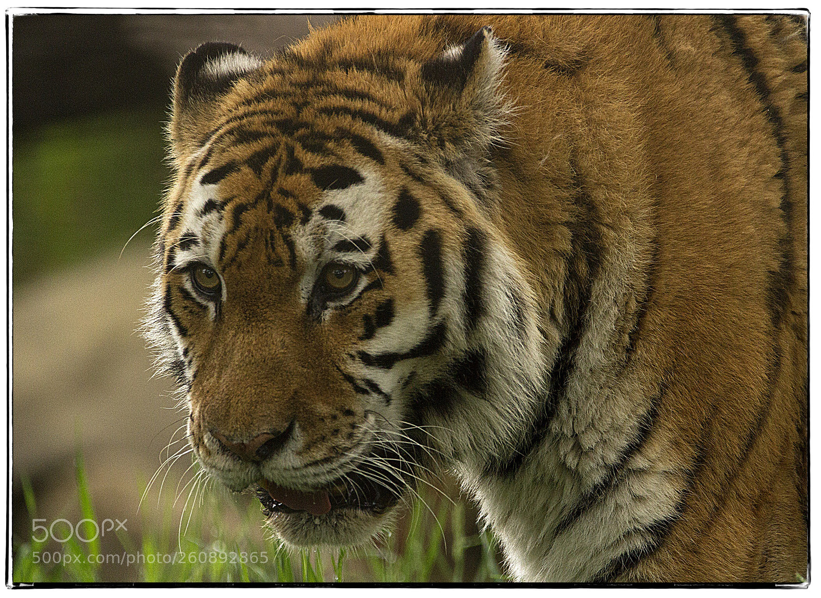 Canon EOS 7D sample photo. Tiger  photography