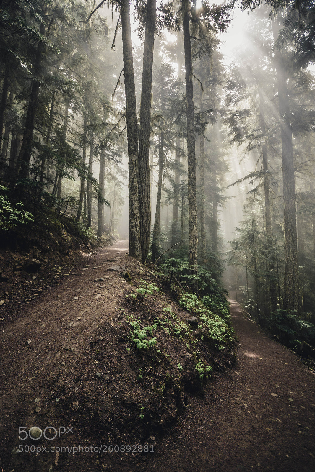 Nikon D5500 sample photo. Trail to garibaldi lake photography