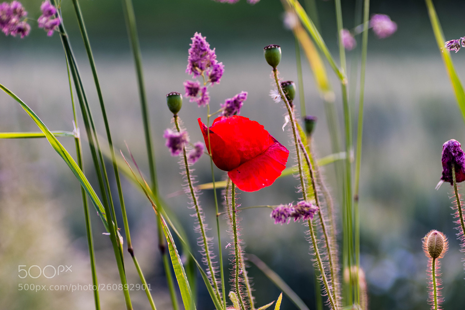 Sony a99 II sample photo. Poppy photography
