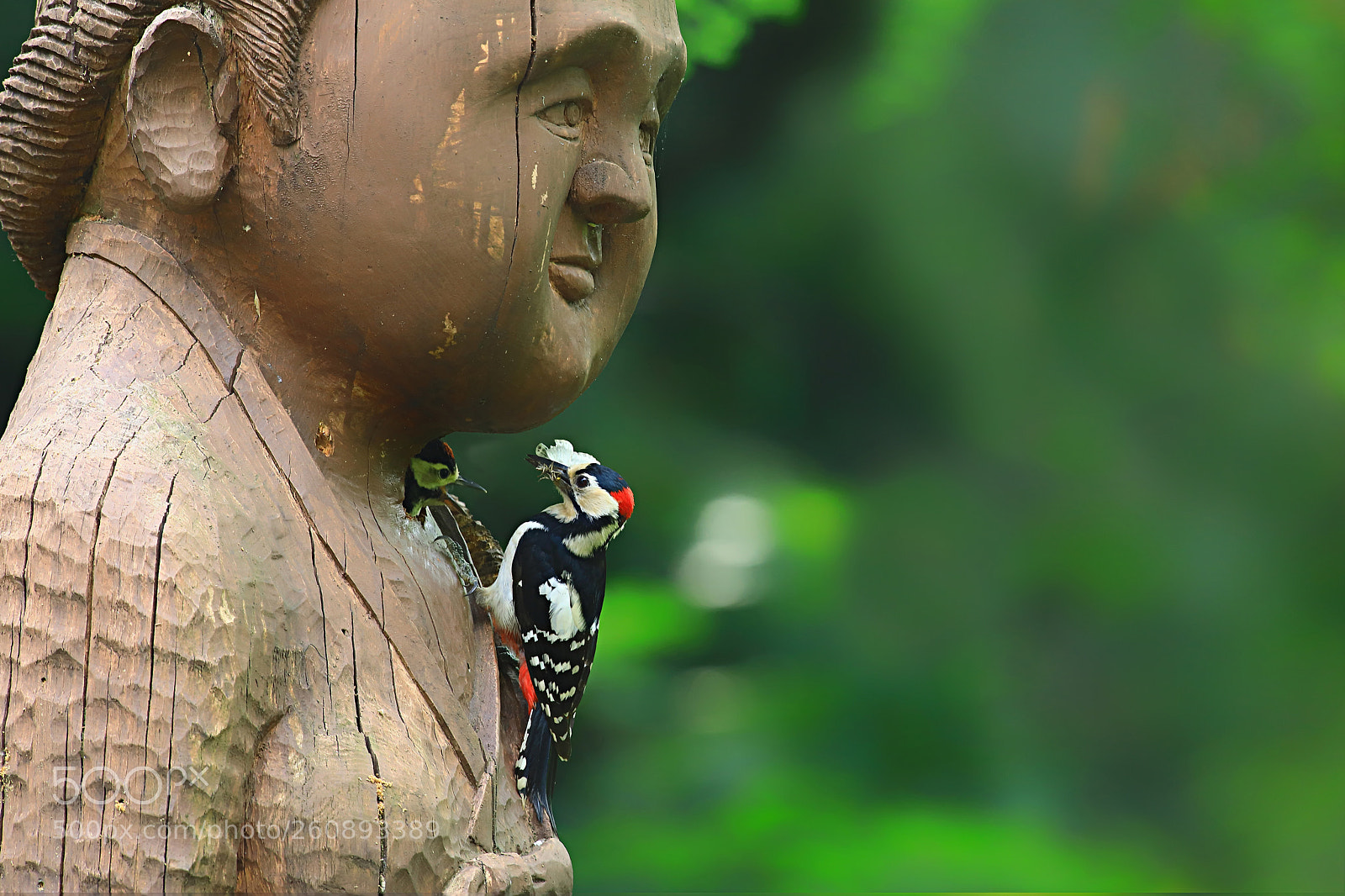 Canon EOS 5D Mark IV sample photo. Great spotted woodpecker photography