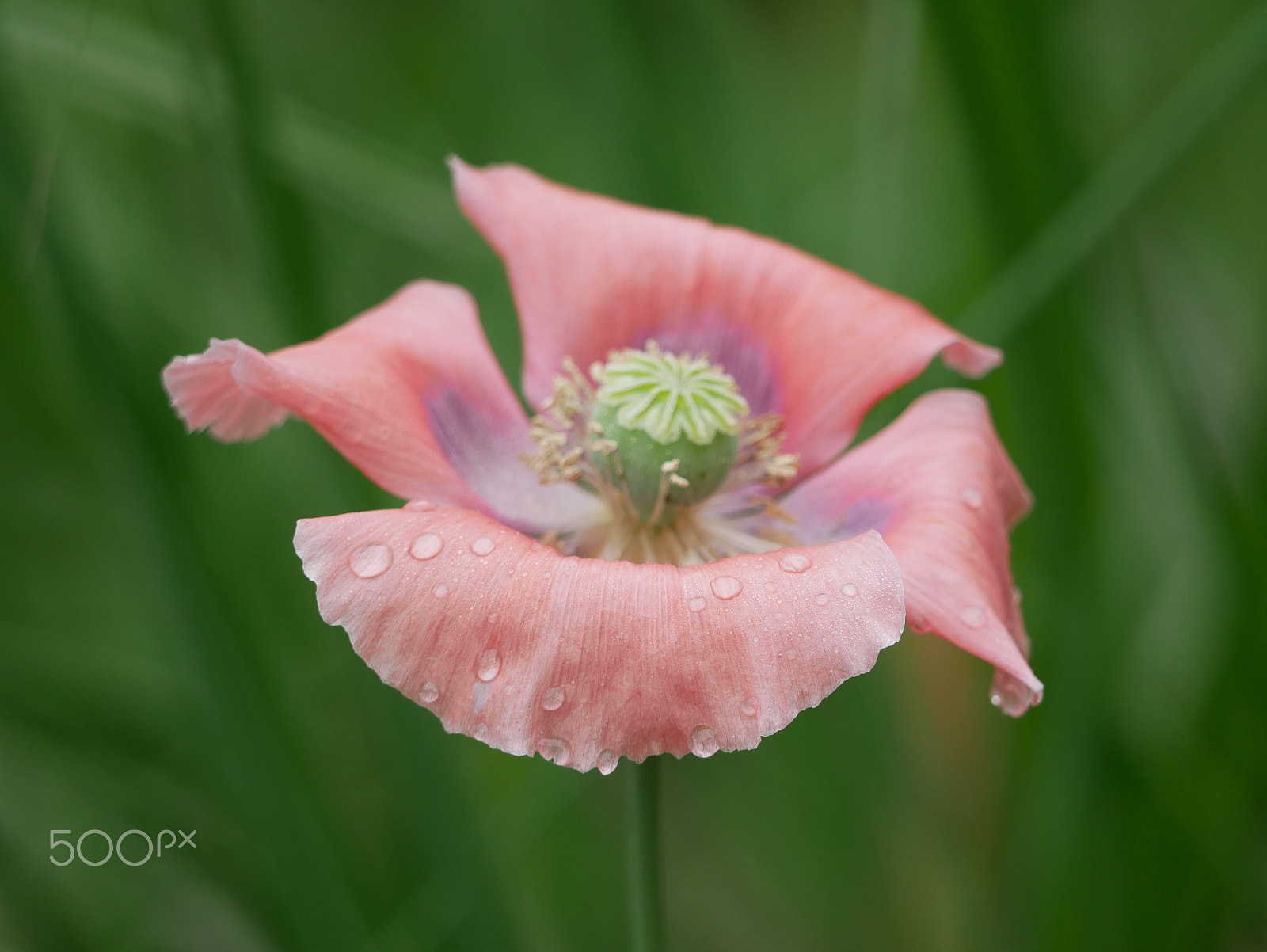 Panasonic Lumix DMC-GX85 (Lumix DMC-GX80 / Lumix DMC-GX7 Mark II) sample photo. Dew photography