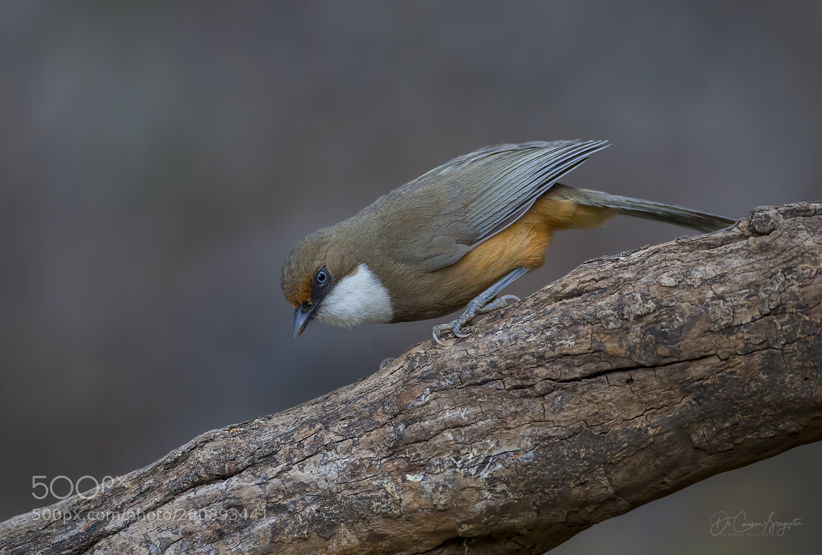 Canon EOS-1D X sample photo. White-throated laughingthrush photography