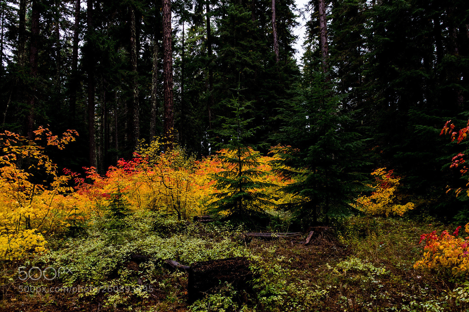 Nikon D7200 sample photo. October in oregon photography