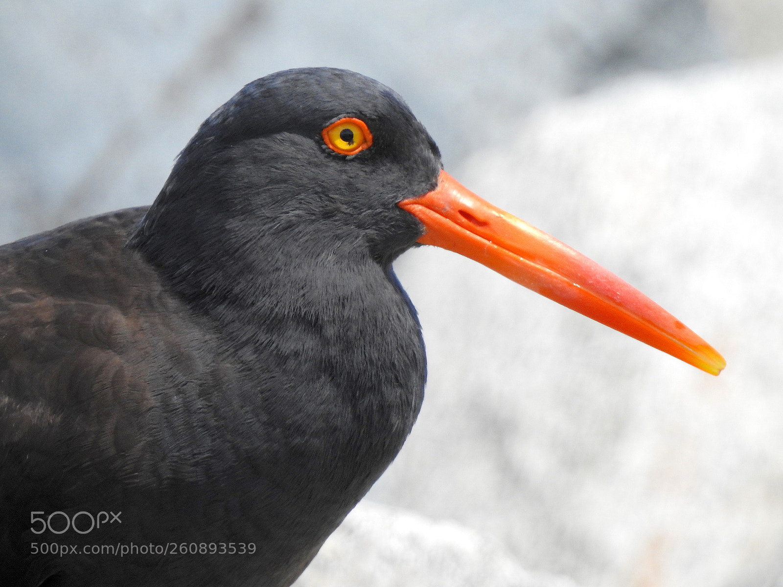 Nikon Coolpix P900 sample photo. Black oystercatcher photography