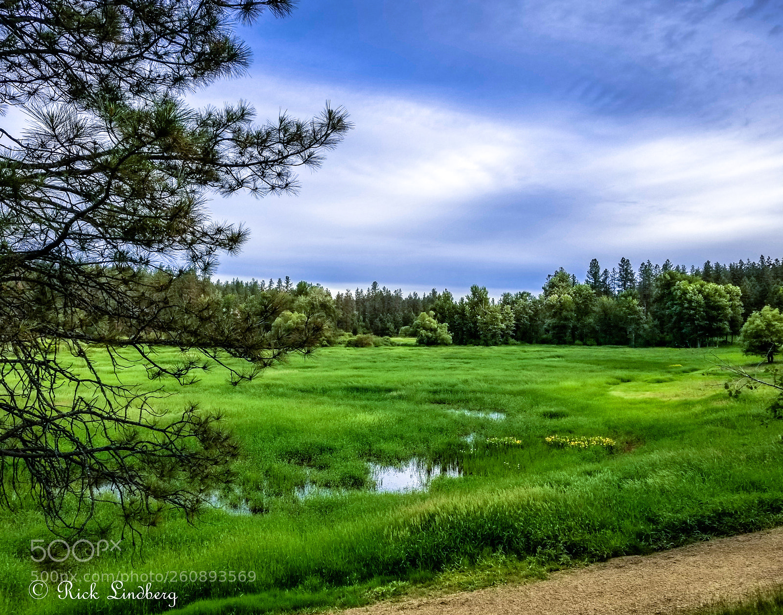 Samsung Galaxy S8+ sample photo. Wetlands photography