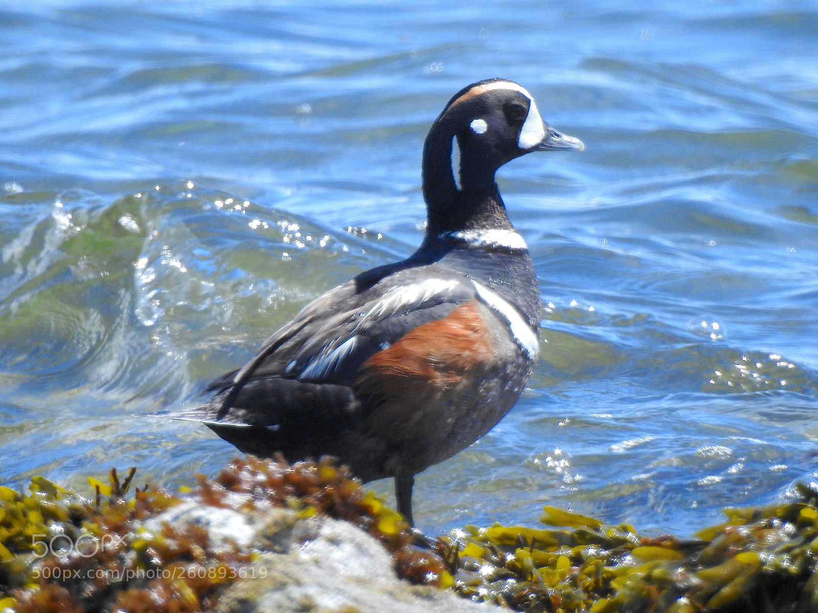 Nikon Coolpix P900 sample photo. Harlequin duck photography
