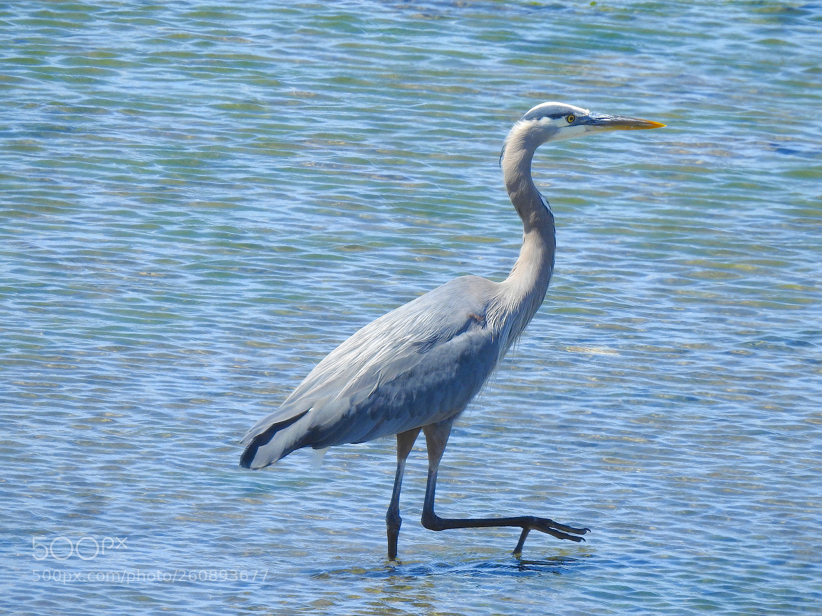 Nikon Coolpix P900 sample photo. Great blue heron photography