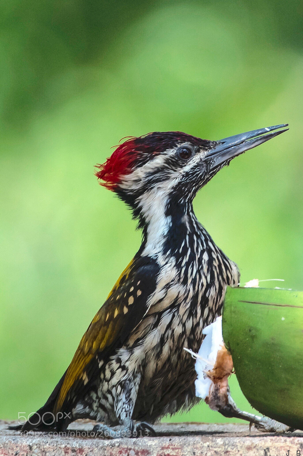 Nikon D500 sample photo. Wild model  photography