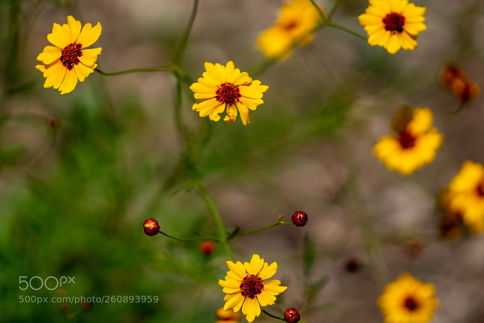 Sony a7R II sample photo. Coreopsis drummondii photography
