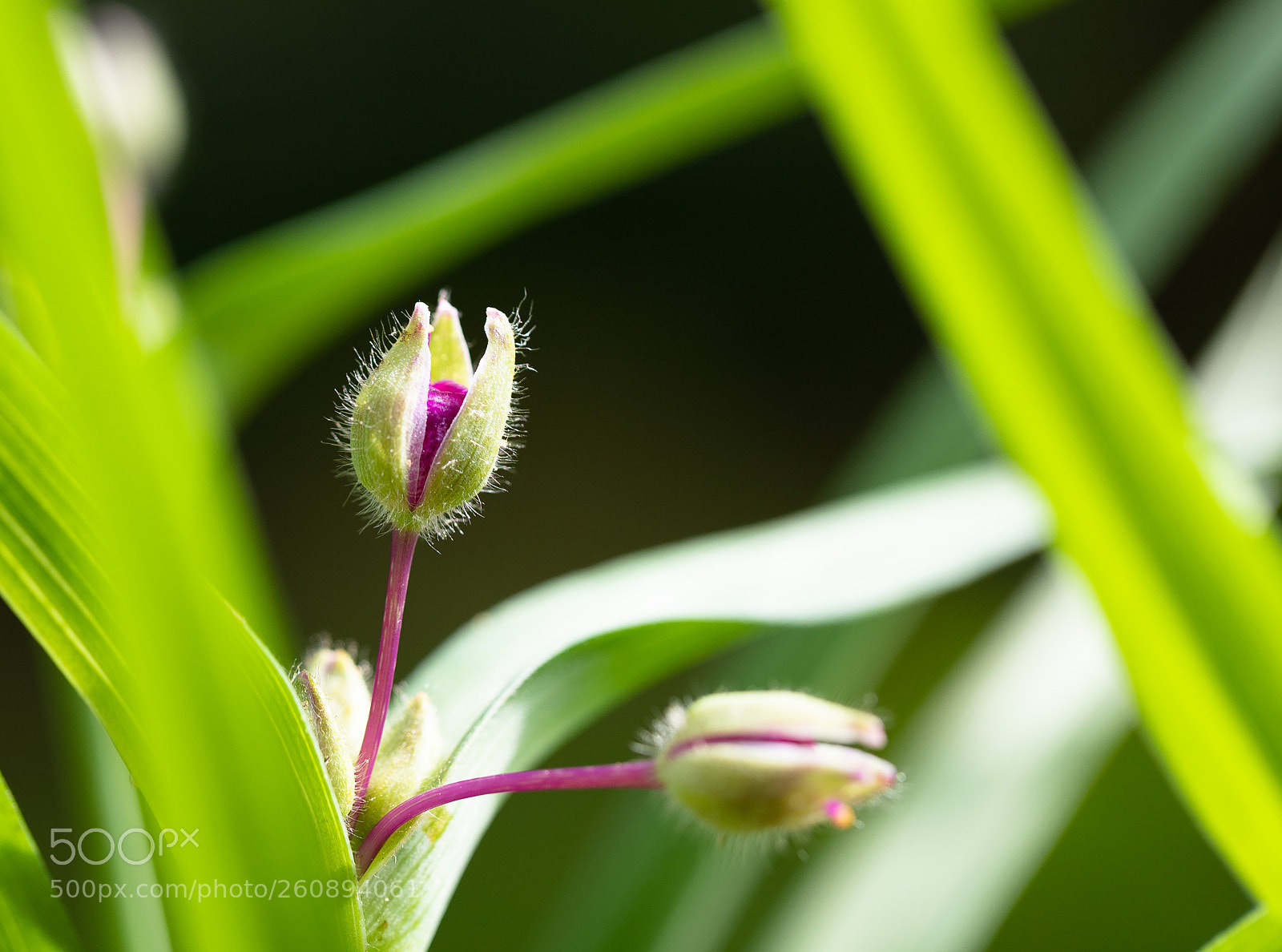 Canon EOS 6D Mark II sample photo. Bloomitsspring photography
