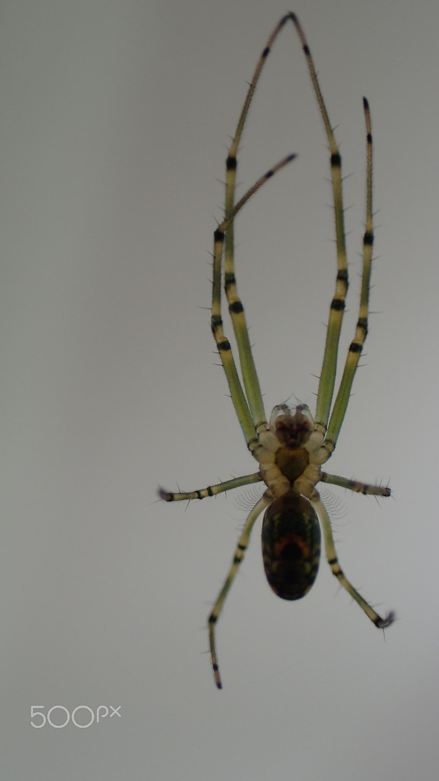 Olympus TG-4 sample photo. Weaver photography