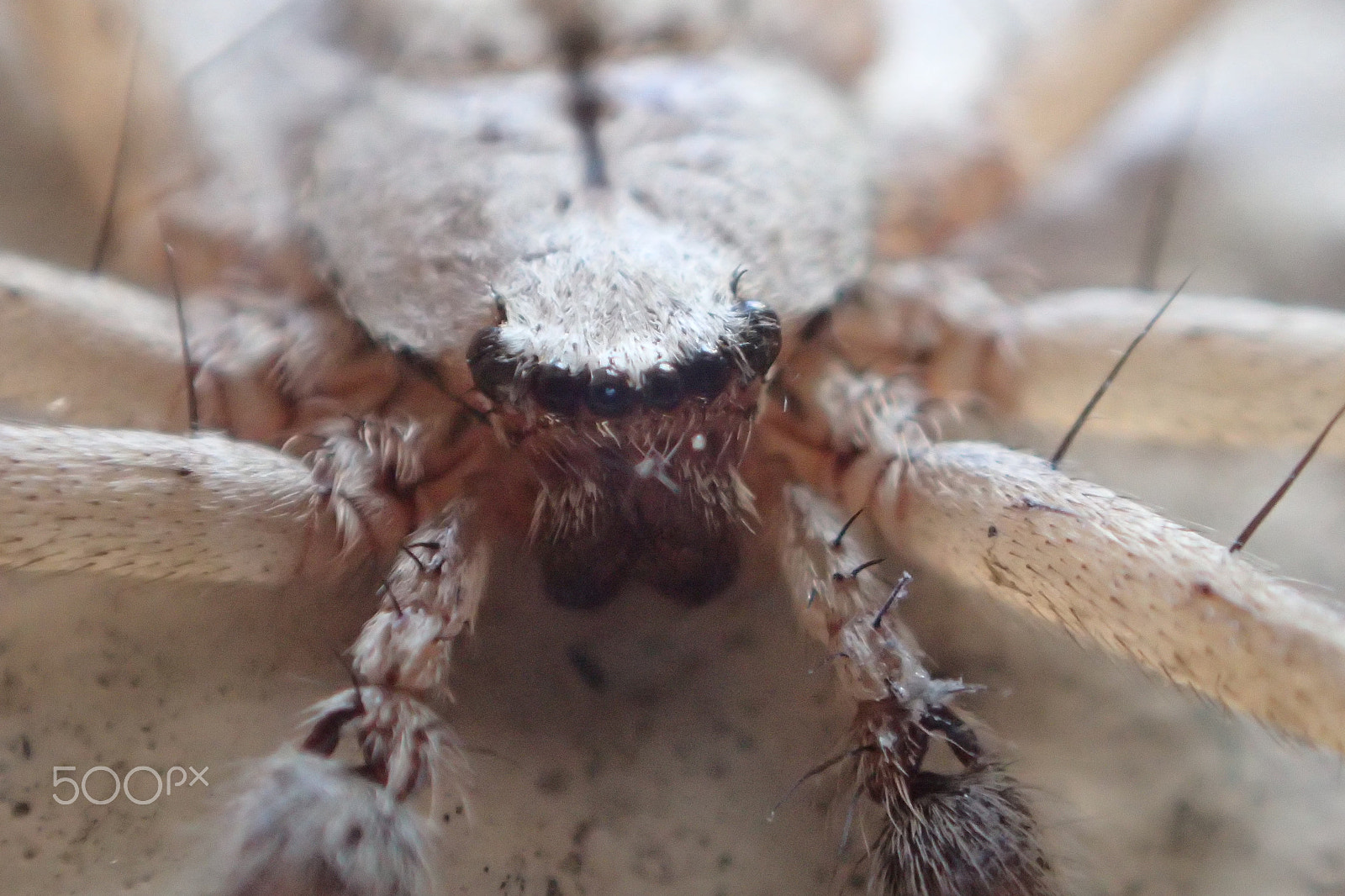 Olympus TG-4 sample photo. Eye see you photography