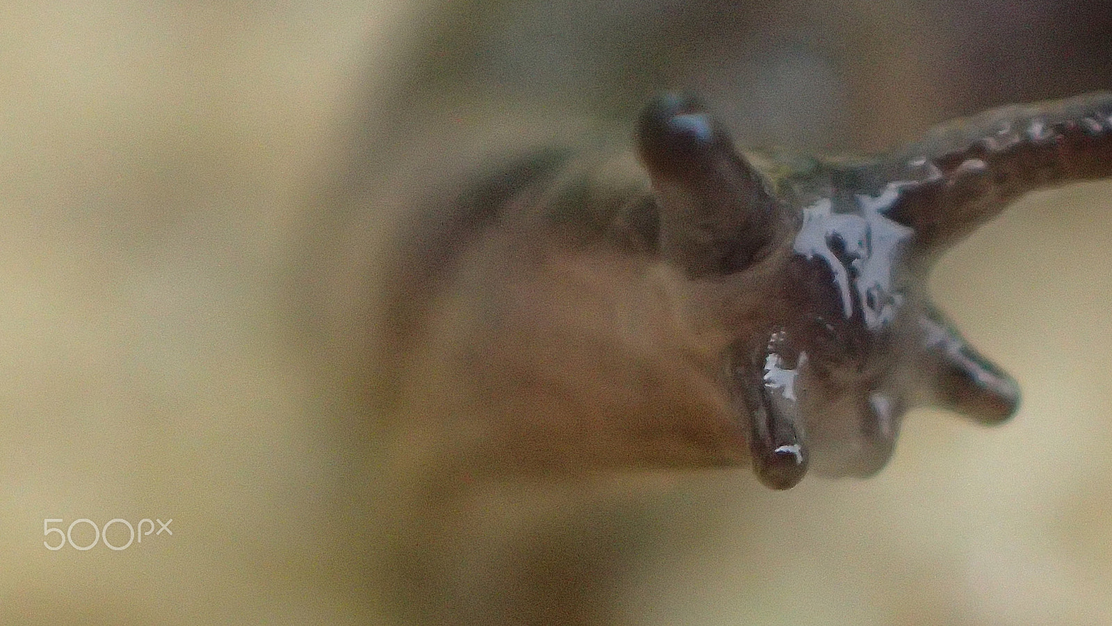 Olympus TG-4 sample photo. Bold photography