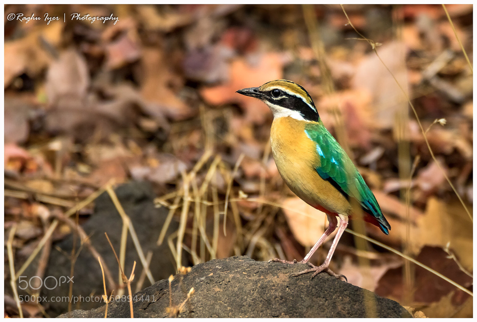 Canon EOS 7D Mark II sample photo. The indian pitta photography
