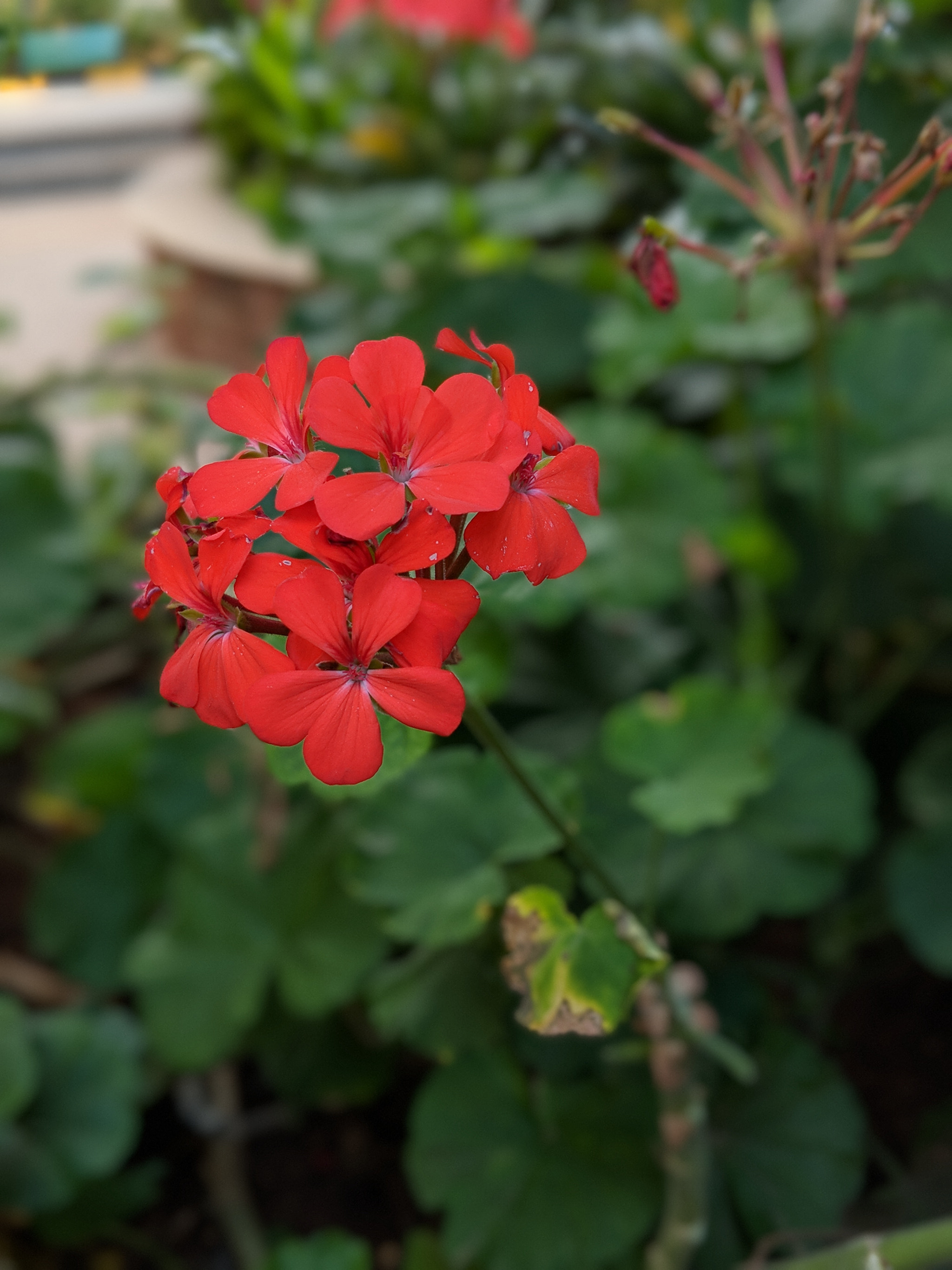 Google Pixel 2 XL sample photo. Blooms photography