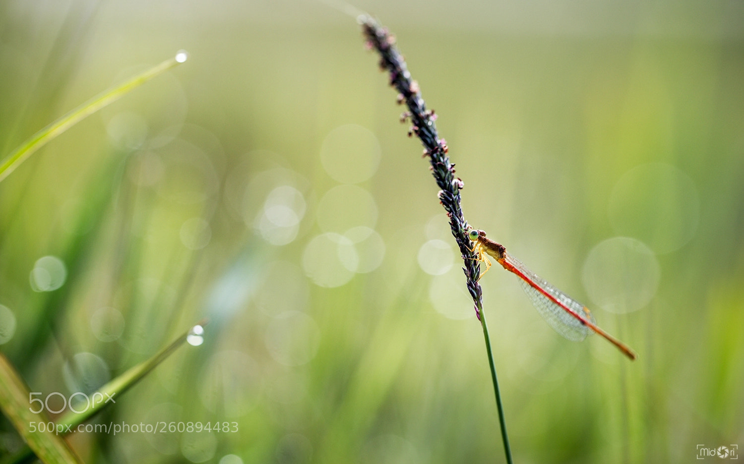 Canon EOS 6D sample photo. Shine on you photography