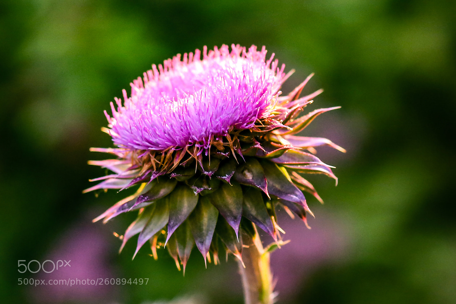 Canon EOS 6D sample photo. Untitled photography