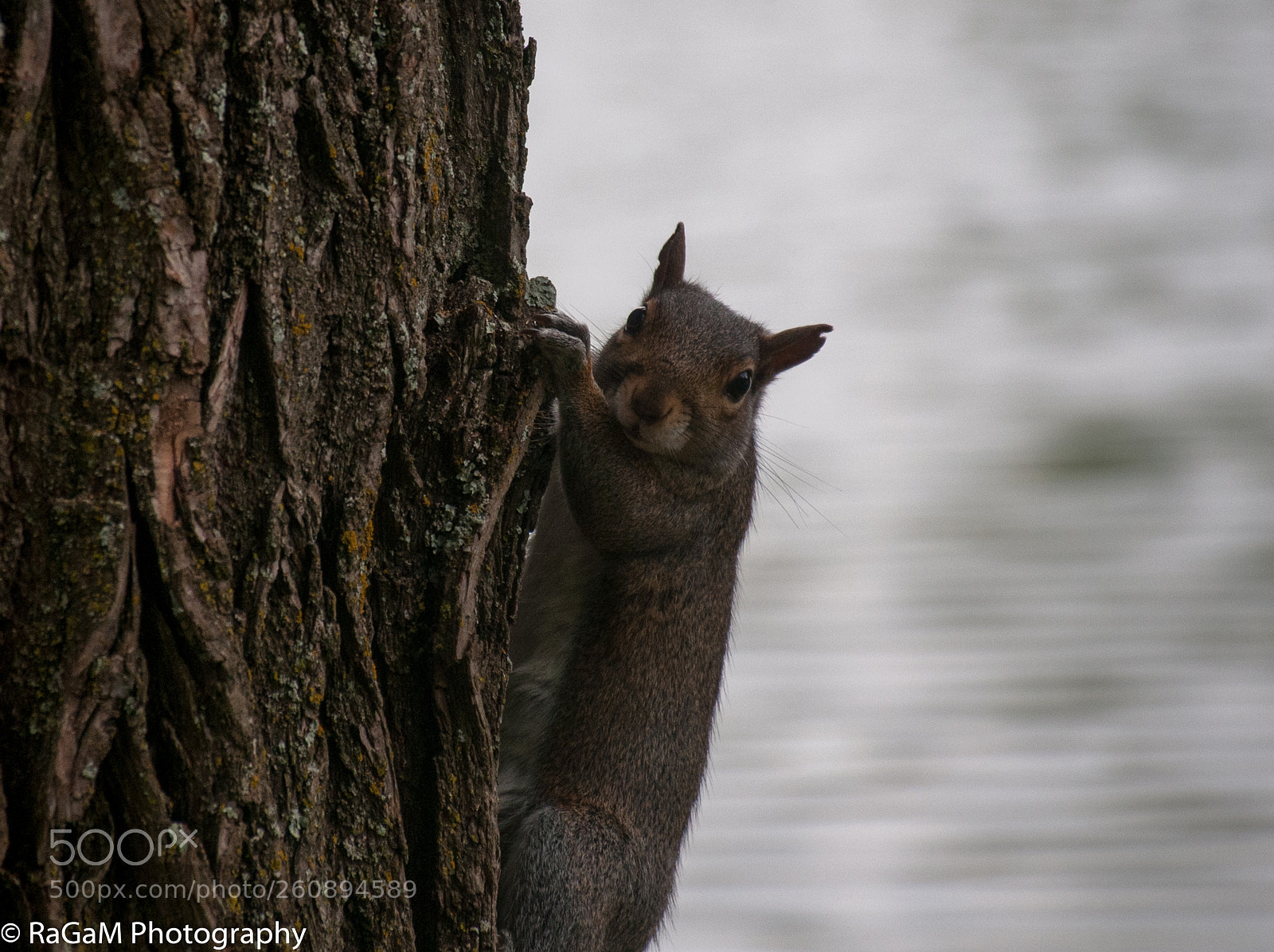 Nikon D300 sample photo. Hello there! photography