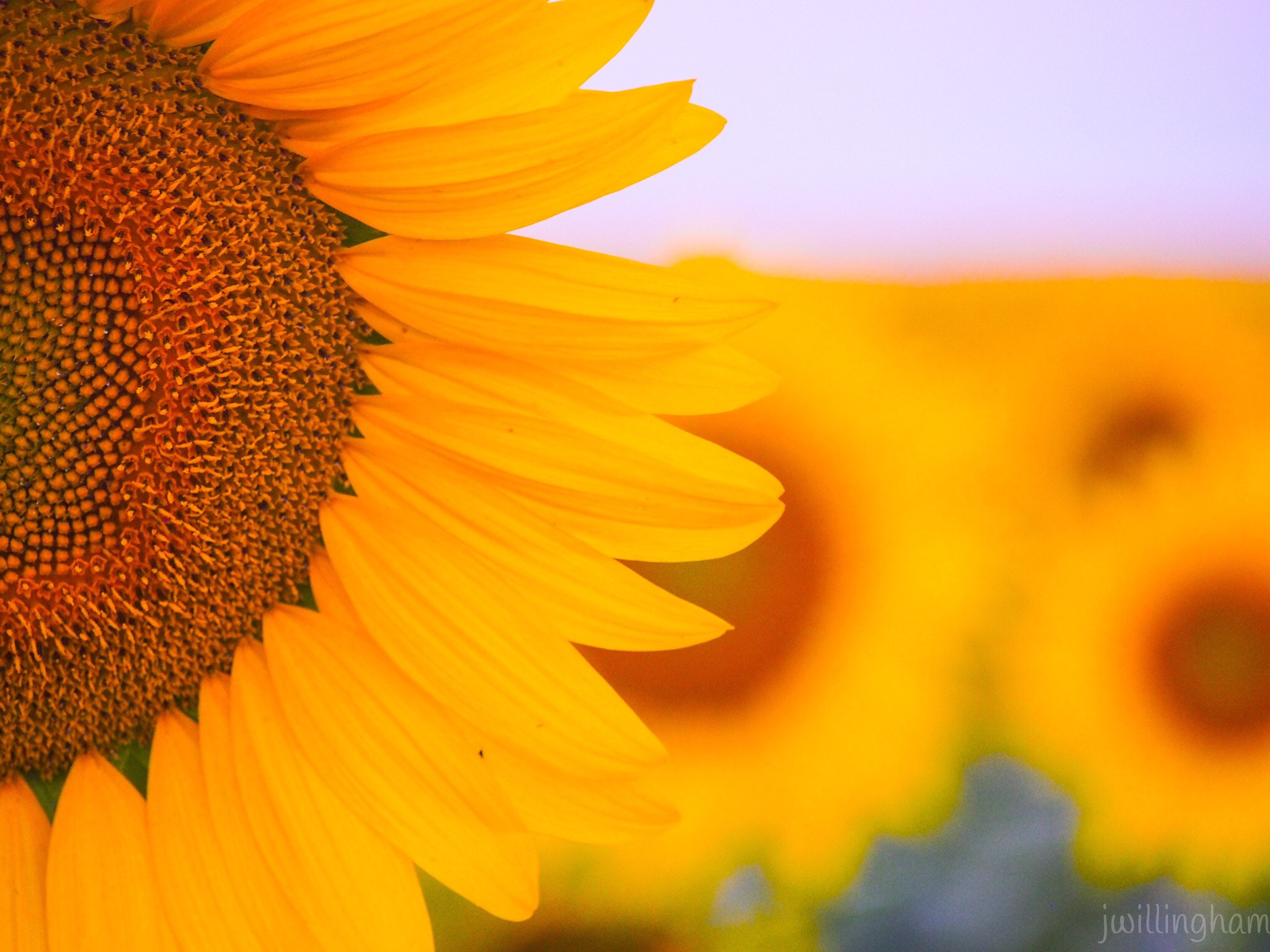 Olympus PEN E-PM2 sample photo. Sunflower field in mattituck  photography