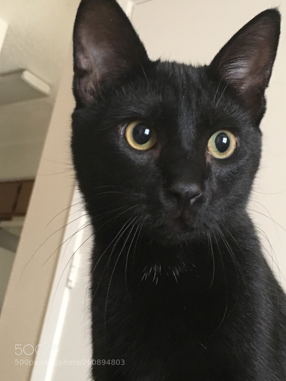 Apple iPhone 6s sample photo. Black panther...cat photography