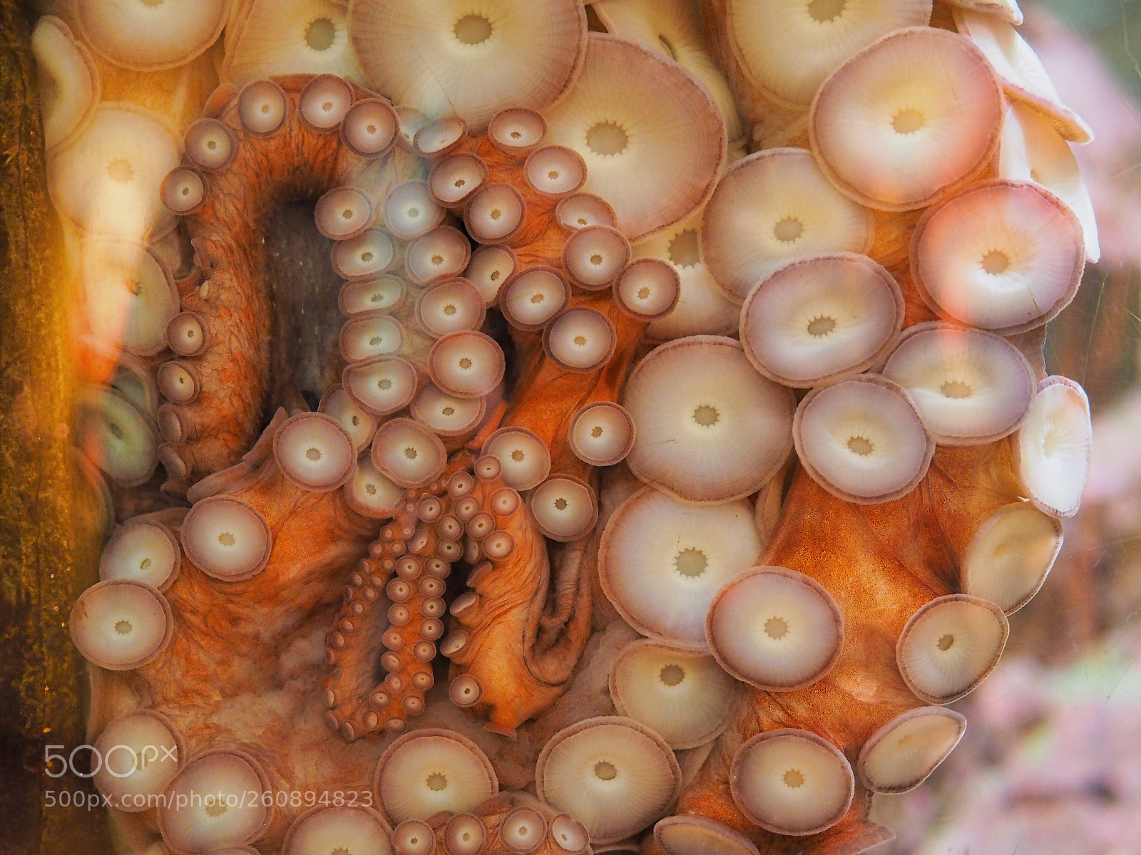 Olympus OM-D E-M1 sample photo. Talk to the tentacle photography