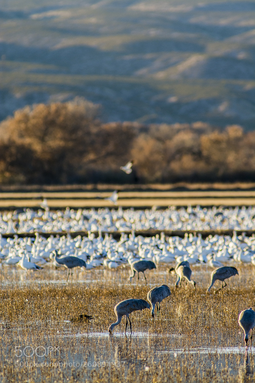 Nikon D7100 sample photo. Cranes below the mountains photography