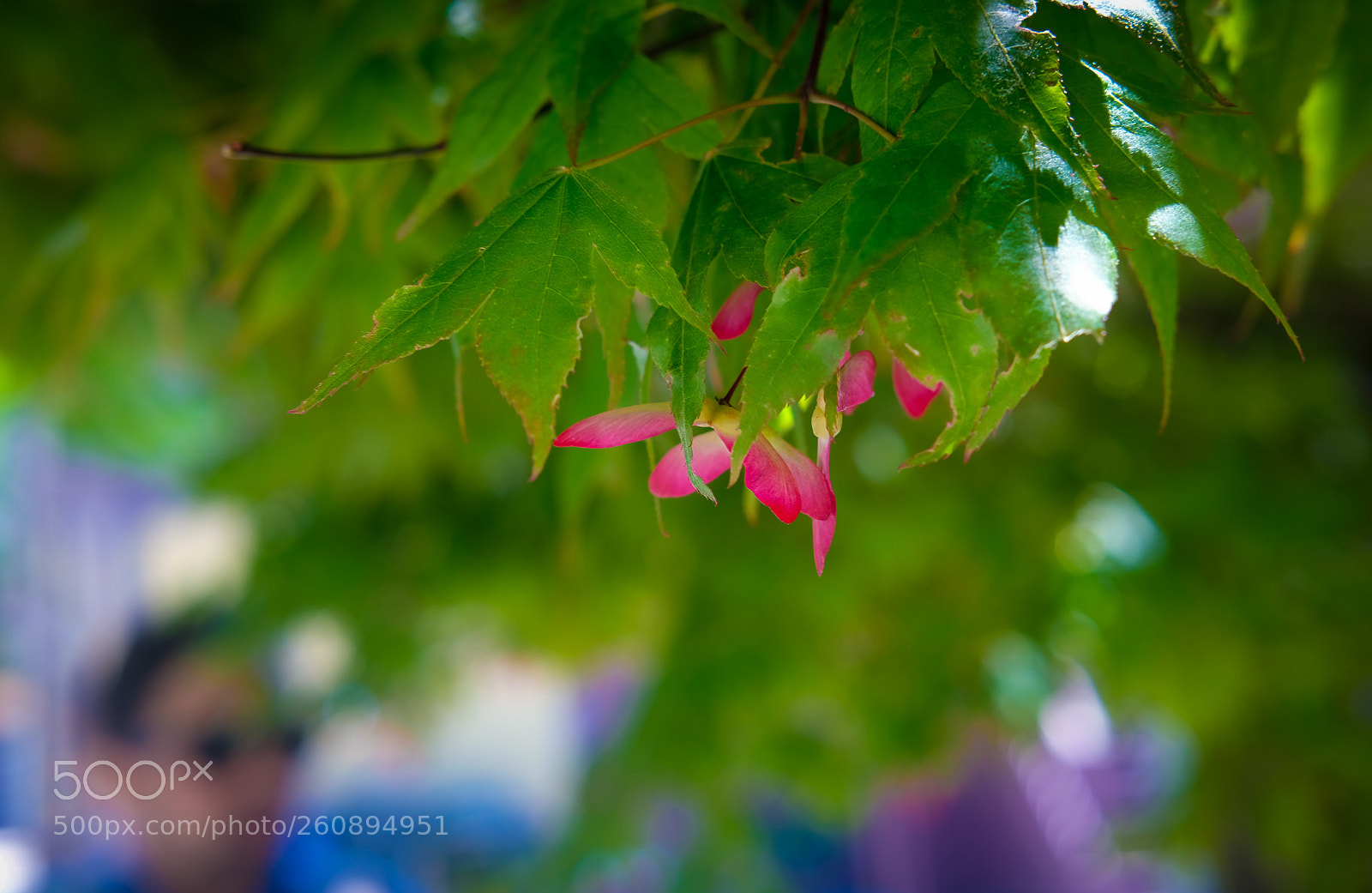 Fujifilm X-T2 sample photo. Blossom near cold spring photography