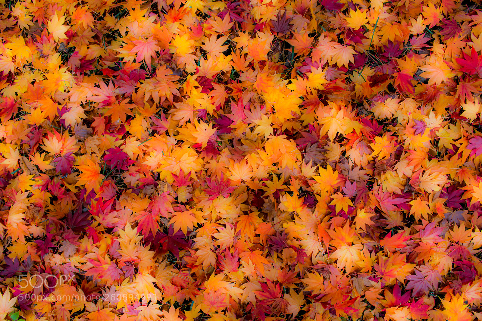 Nikon D7100 sample photo. Maple carpet photography