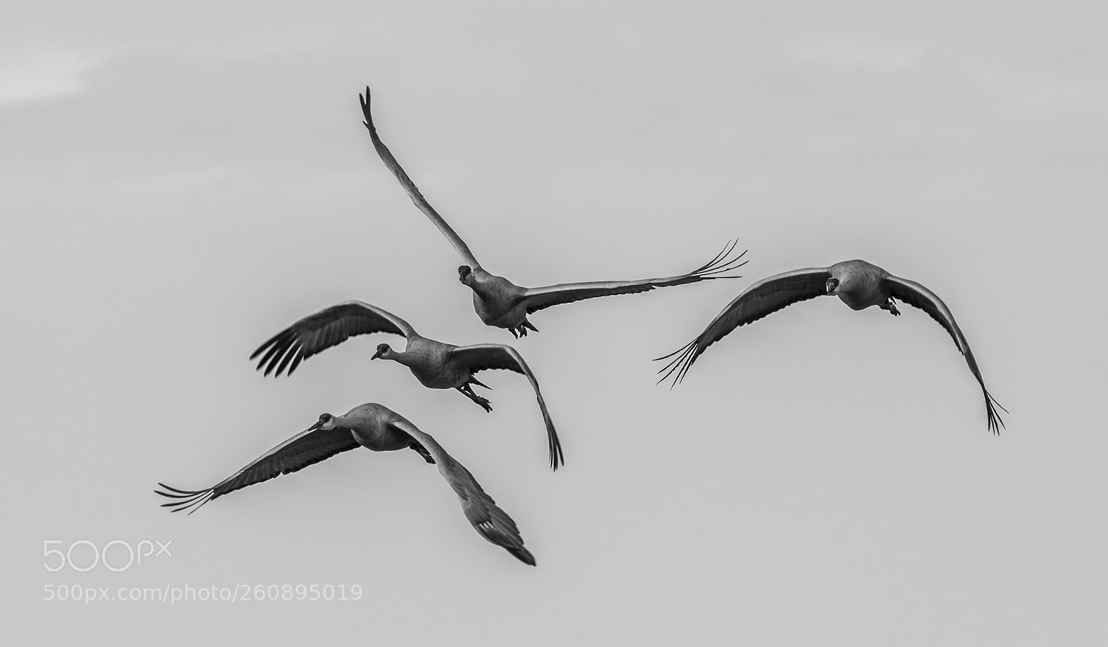 Nikon D7100 sample photo. Sandhill cranes in flight photography