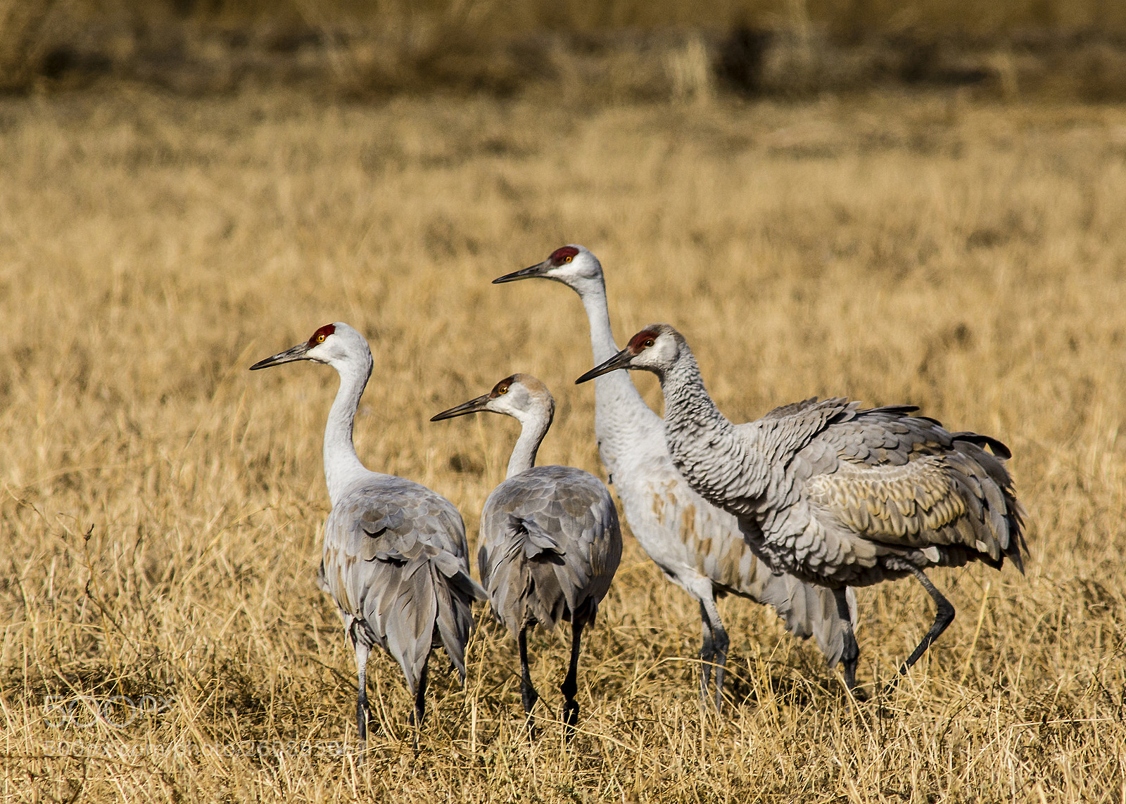 Nikon D7100 sample photo. Huddle of cranes photography