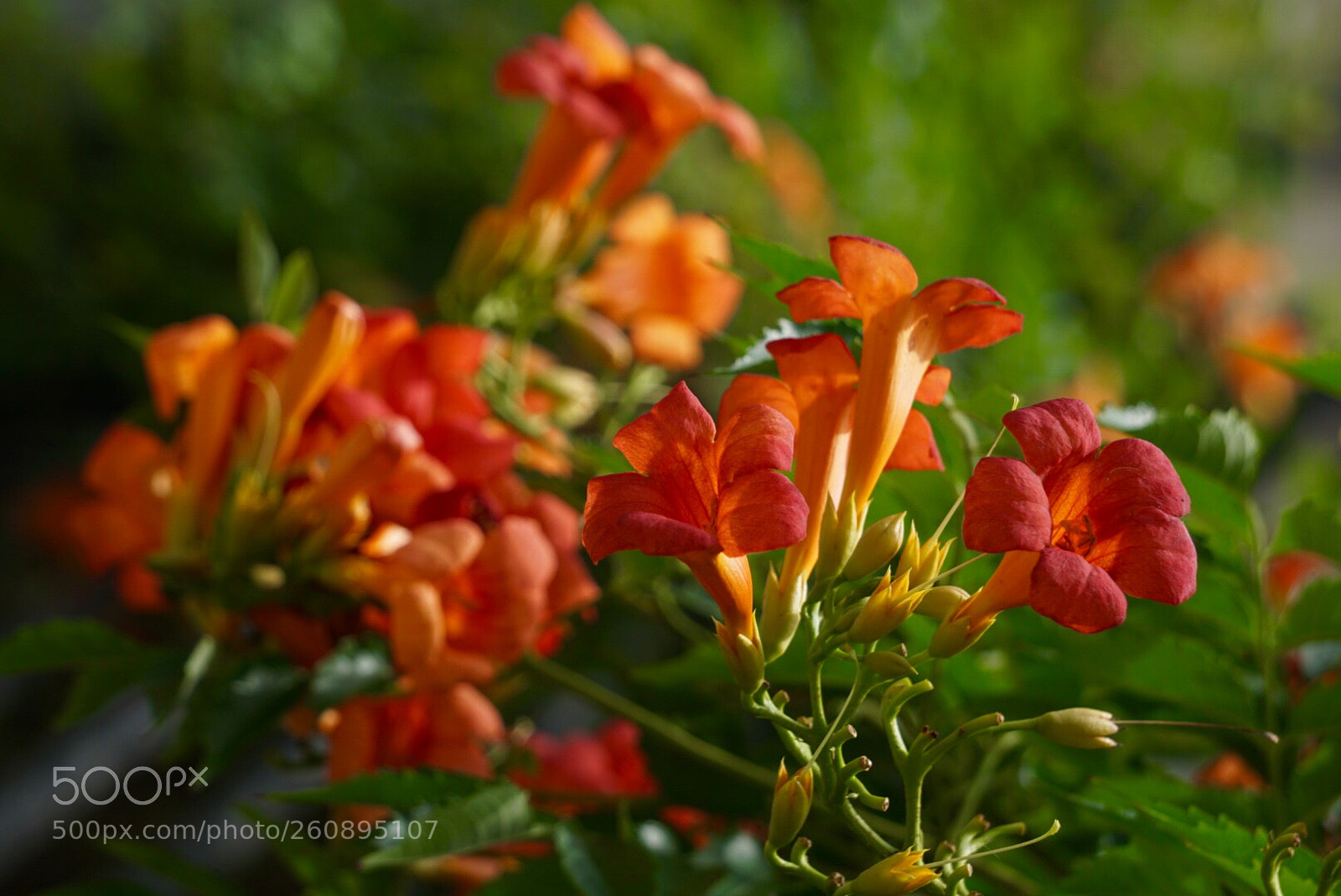 Sony a6000 sample photo. Untitled photography
