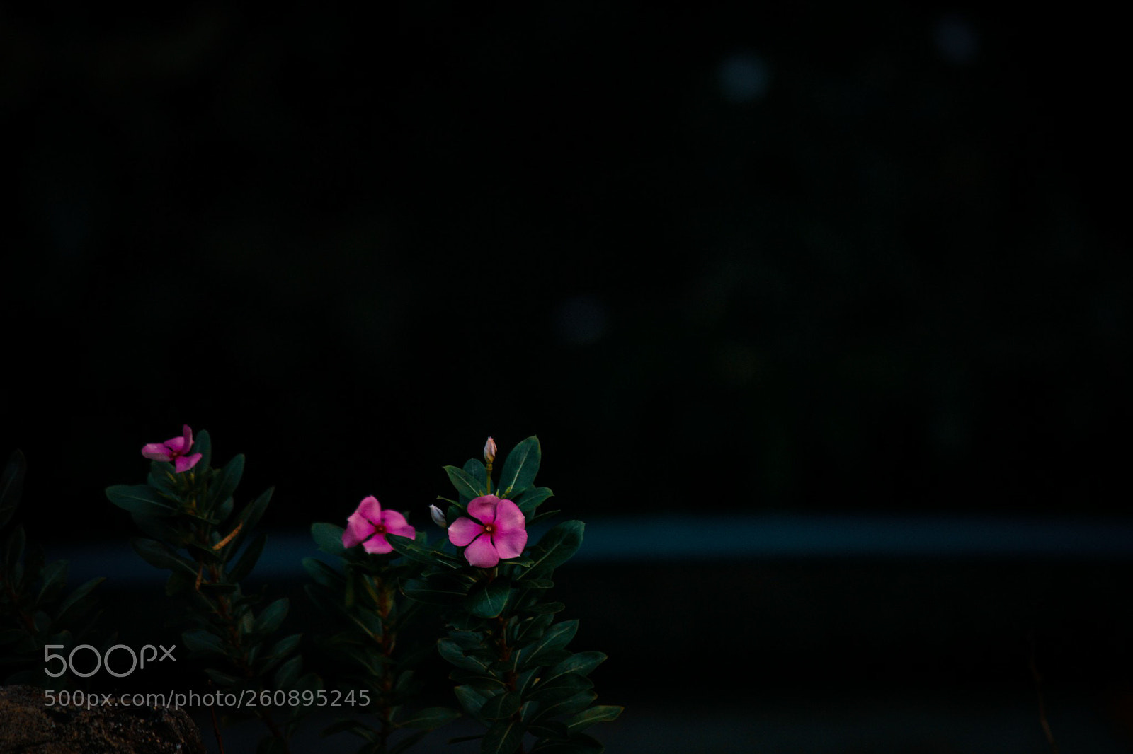 Canon EOS 1200D (EOS Rebel T5 / EOS Kiss X70 / EOS Hi) sample photo. The beauty photography