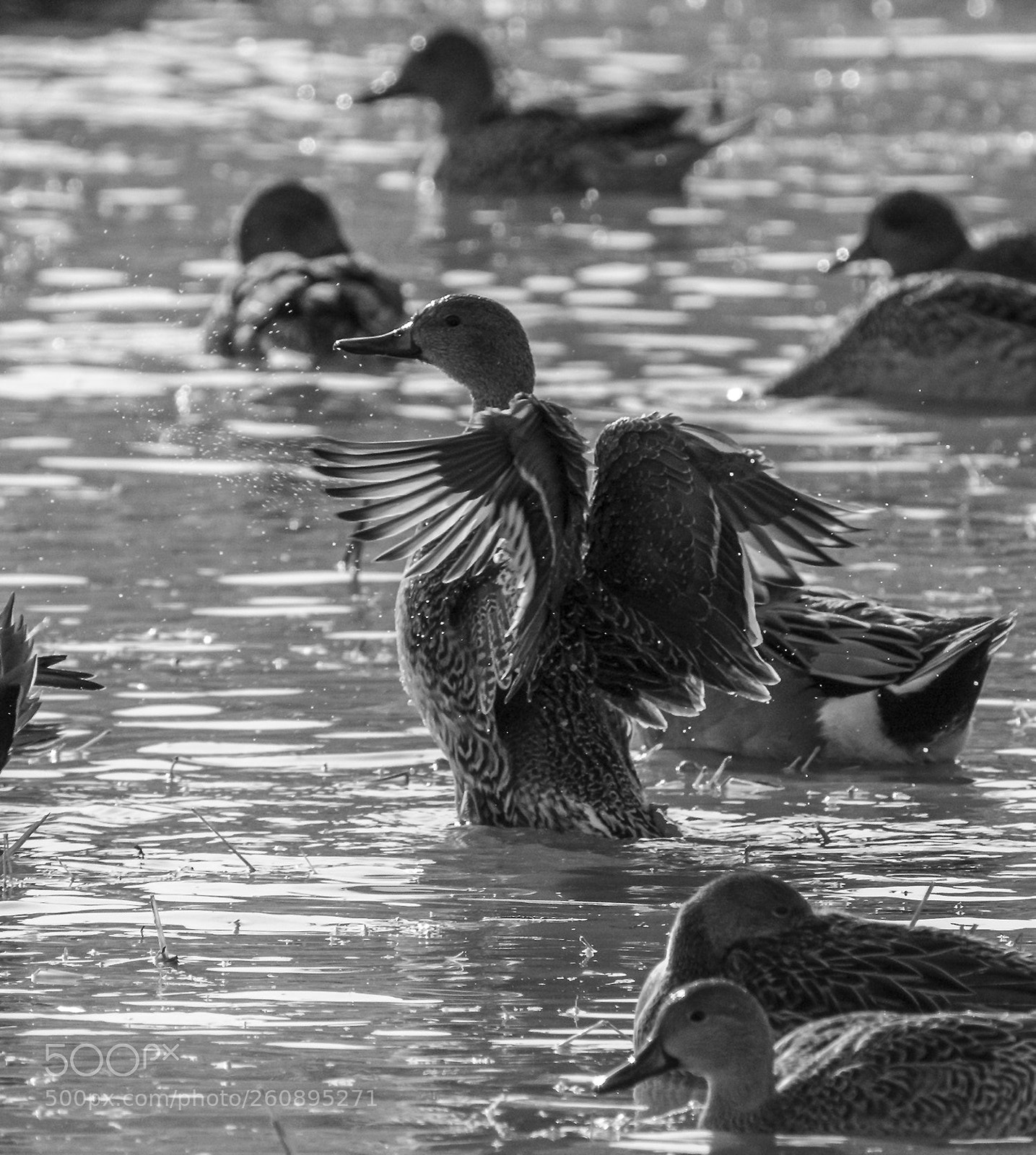Nikon D7100 sample photo. Female pinduck rinsing her photography
