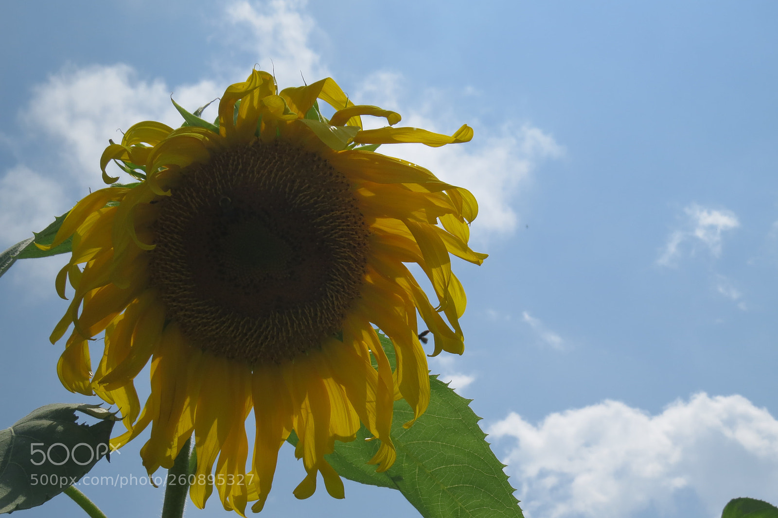 Canon PowerShot SX50 HS sample photo. Img photography