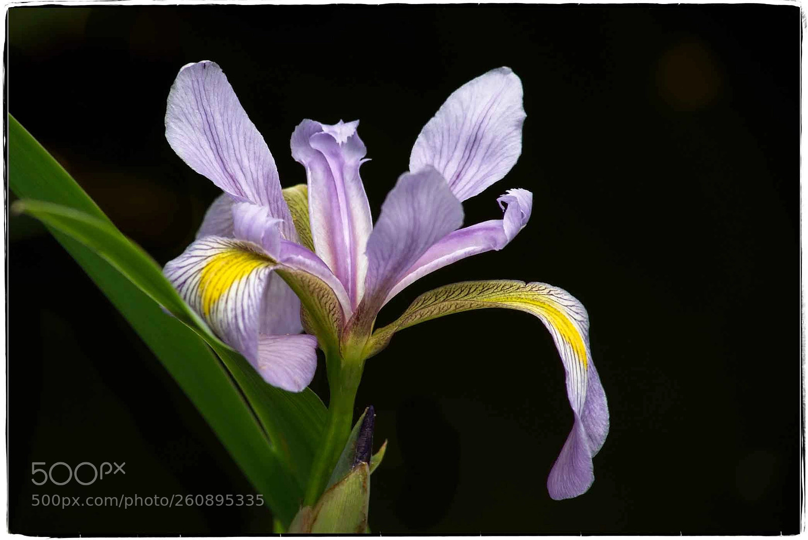 Sony a7 II sample photo. Purple iris bloom photography