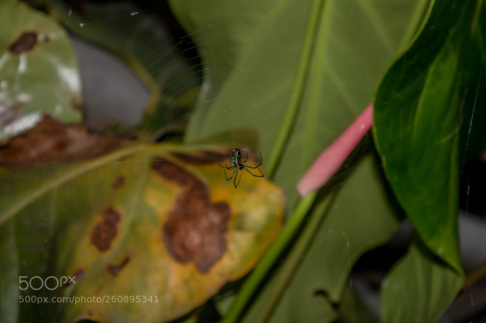 Canon EOS 1100D (EOS Rebel T3 / EOS Kiss X50) sample photo. Spider! photography