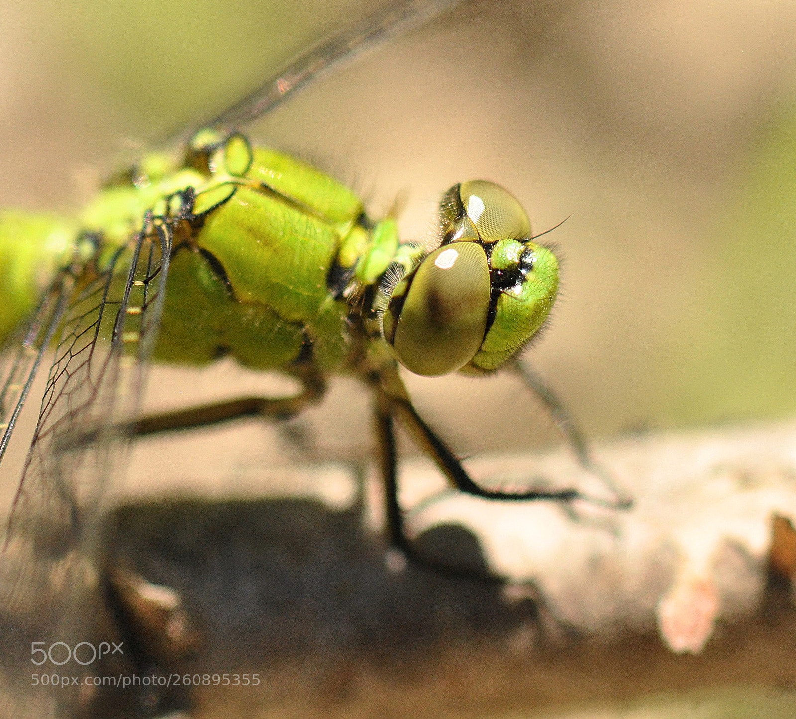 Nikon D90 sample photo. Bright green dragonfly 5 photography