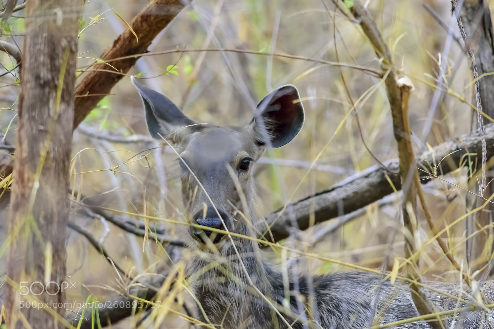 Nikon D7200 sample photo. A sambar deer peeking photography